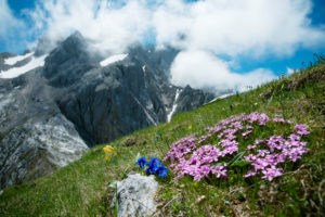 Mountain flowers, gentian, Wetterstein, Bavaria, Germany Mountain flowers, gentian, Wetterstein, Bavaria, Germany